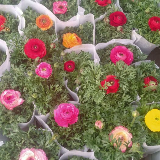 青州市芹叶牡丹