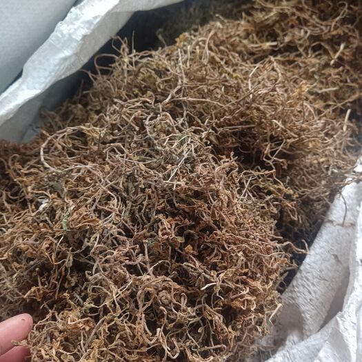 中草药垂盆草别称狗牙草、瓜子草、石指甲、狗牙瓣