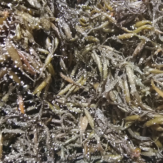 盐渍海藻羊栖菜