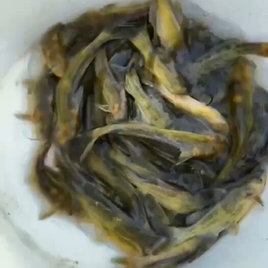 佛山杂交黄颡鱼苗