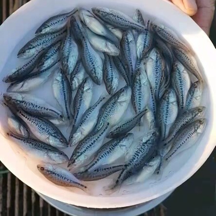 佛山加州鲈鱼苗
