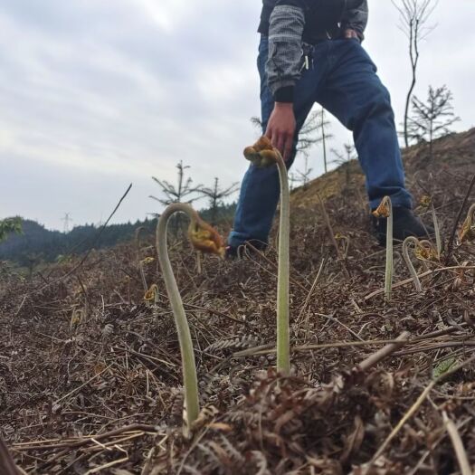 筠连县来自四川高山野生蕨菜
