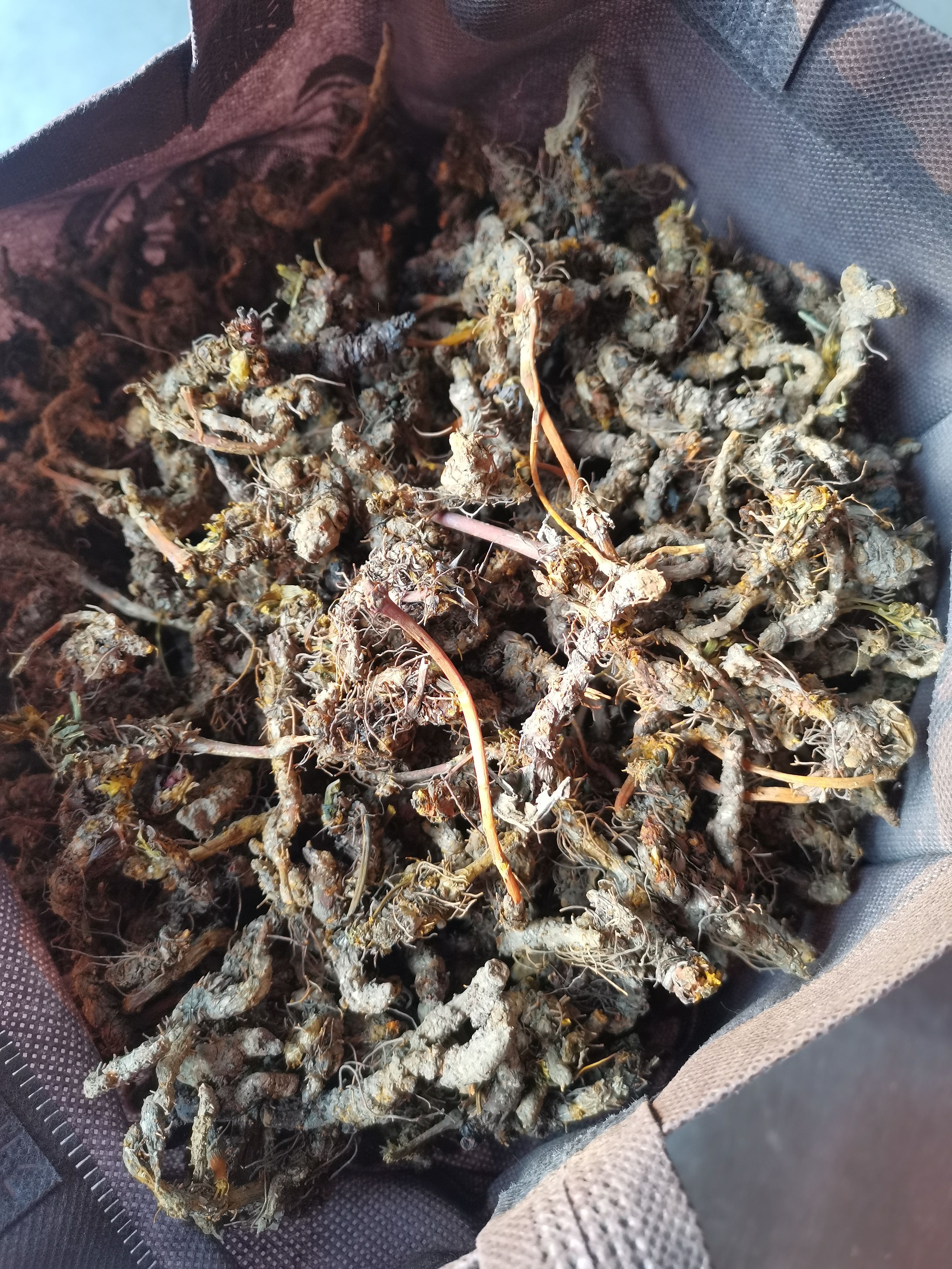 黄连单支、雅连