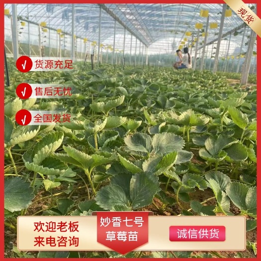济南妙香七号草莓苗出售 基地品种妙香七号 妙香三号 期待长期合作