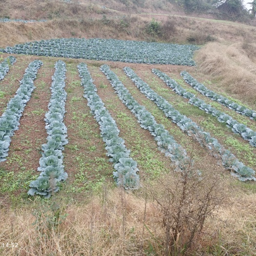 重庆市白菜