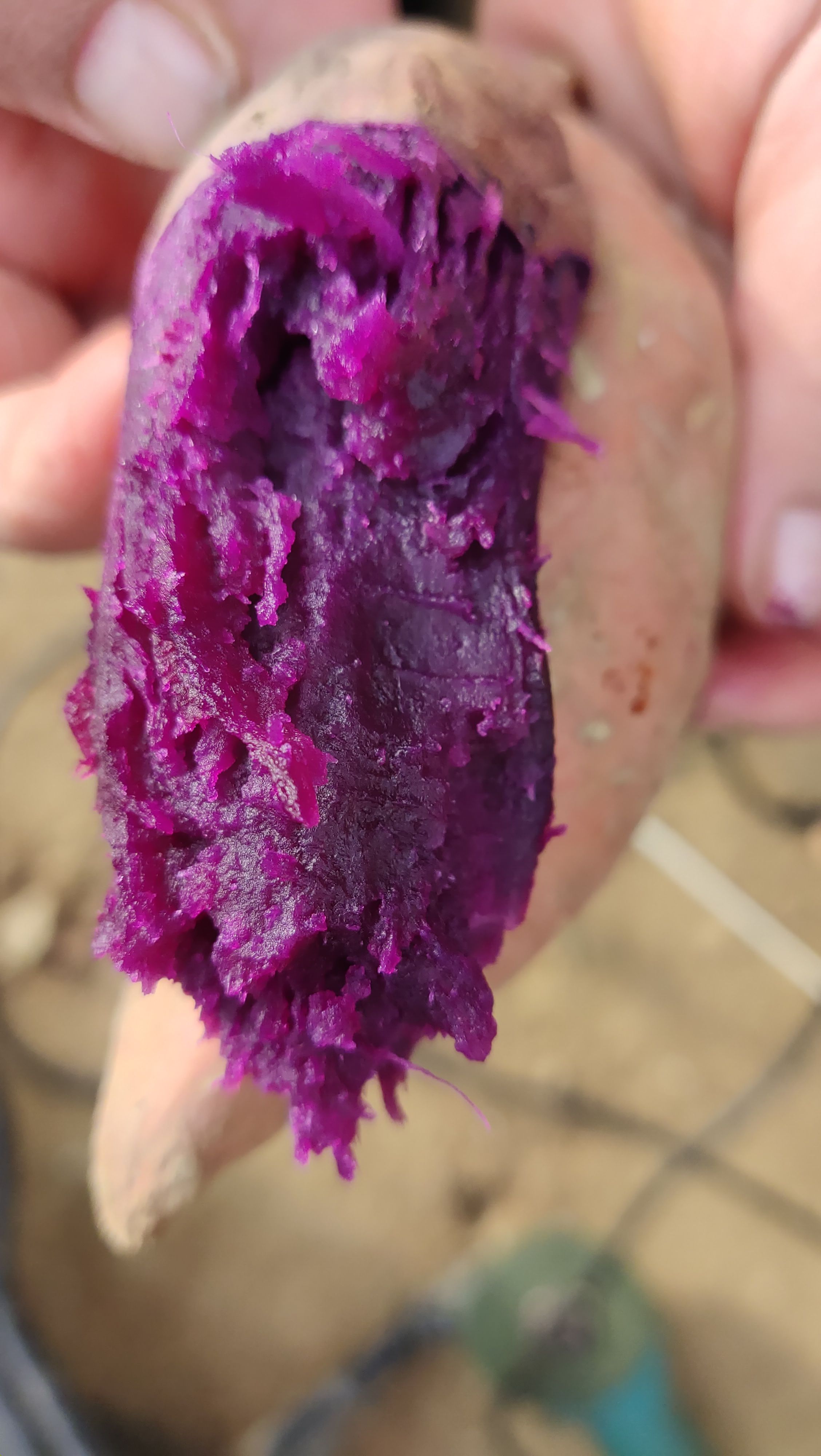 花叶二代贵妃紫，纯丘陵沙土地，它口感特别香甜，