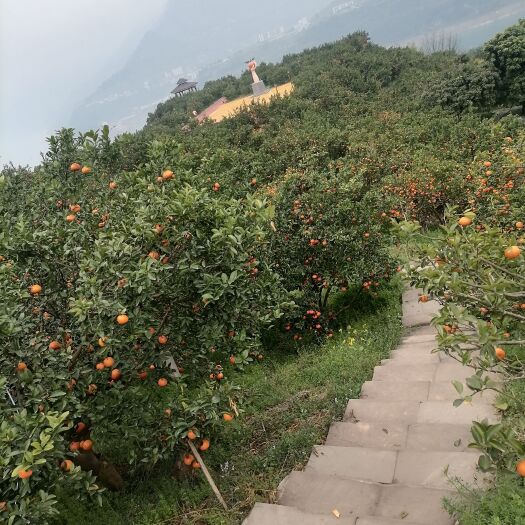重庆市三月红柑桔大量上市