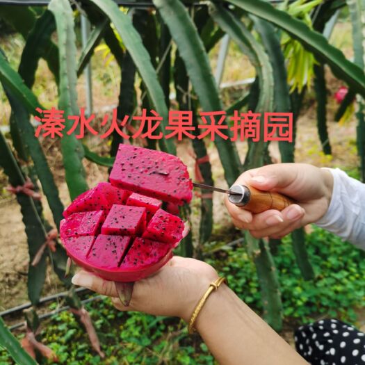新密市红心火龙果，无刺黄龙，甜度高，好管理，包教技术。