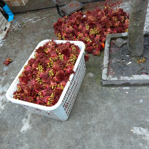 大竹县正宗巴山红香椿芽大卖中