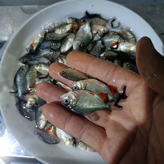 广州鲳鱼苗