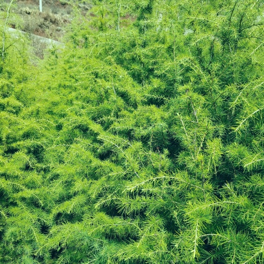 会泽县大量雪松出售，货真价实，欢迎速来选购，栽坏包补上。