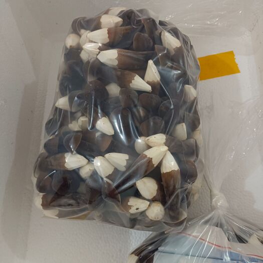 江华县常年种植黑皮鸡枞菌，全国发货，支持全国发货，一件包邮