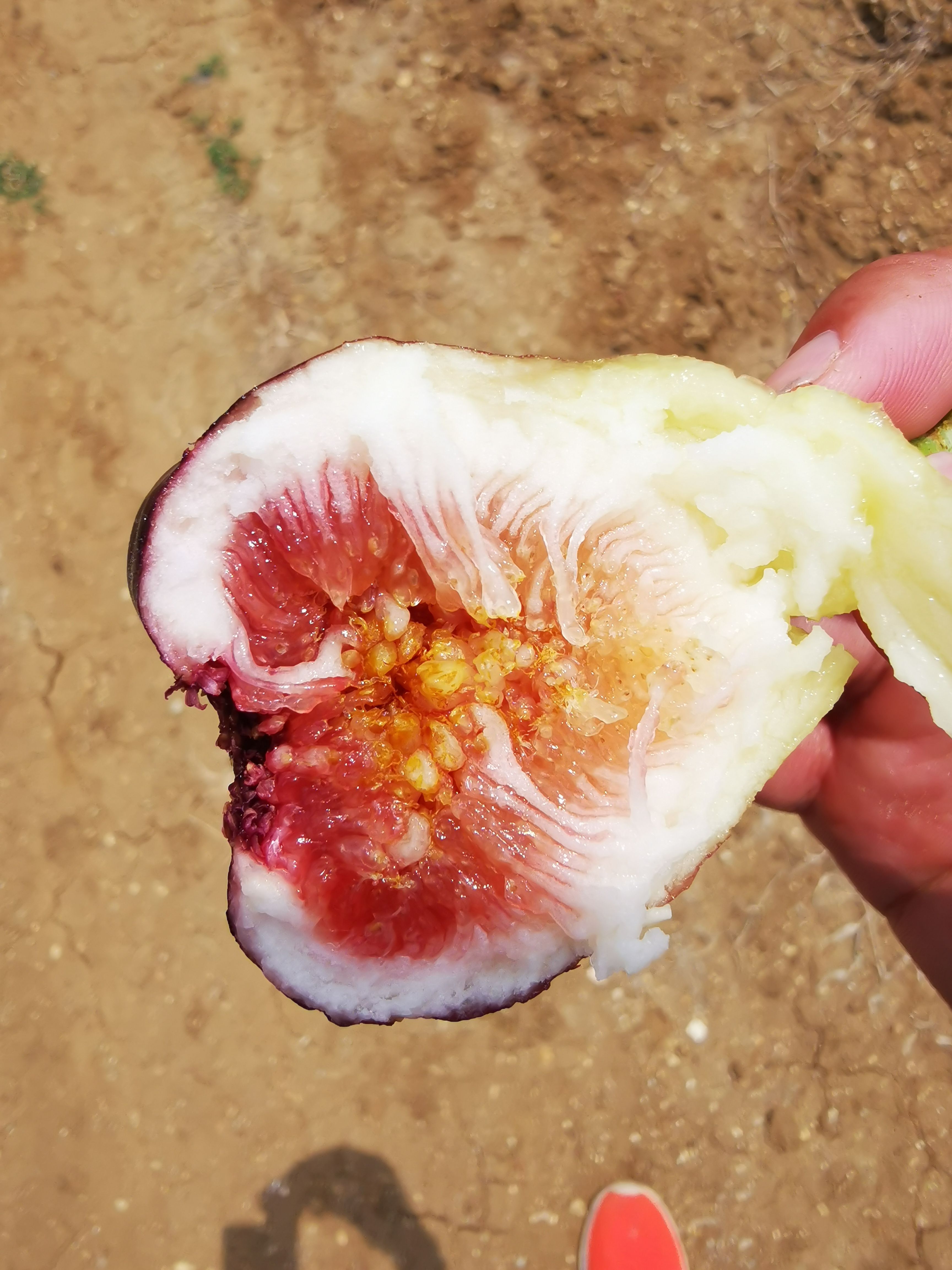 波姬红无花果，无花果干，可一件代发