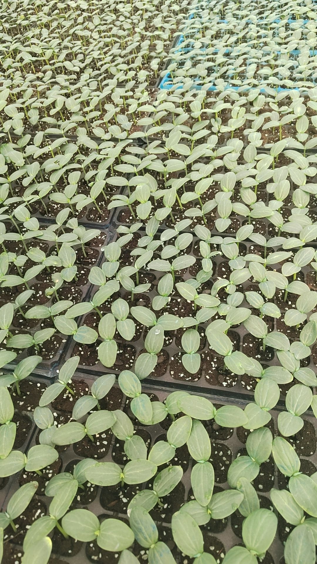 肉丝瓜 棱角丝瓜 花点大肉丝瓜