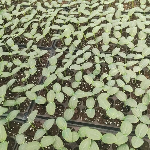 惠州肉丝瓜 棱角丝瓜 花点大肉丝瓜