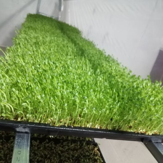 宁武县无土栽培芽苗菜，豌豆苗，黑豆芽，花生芽