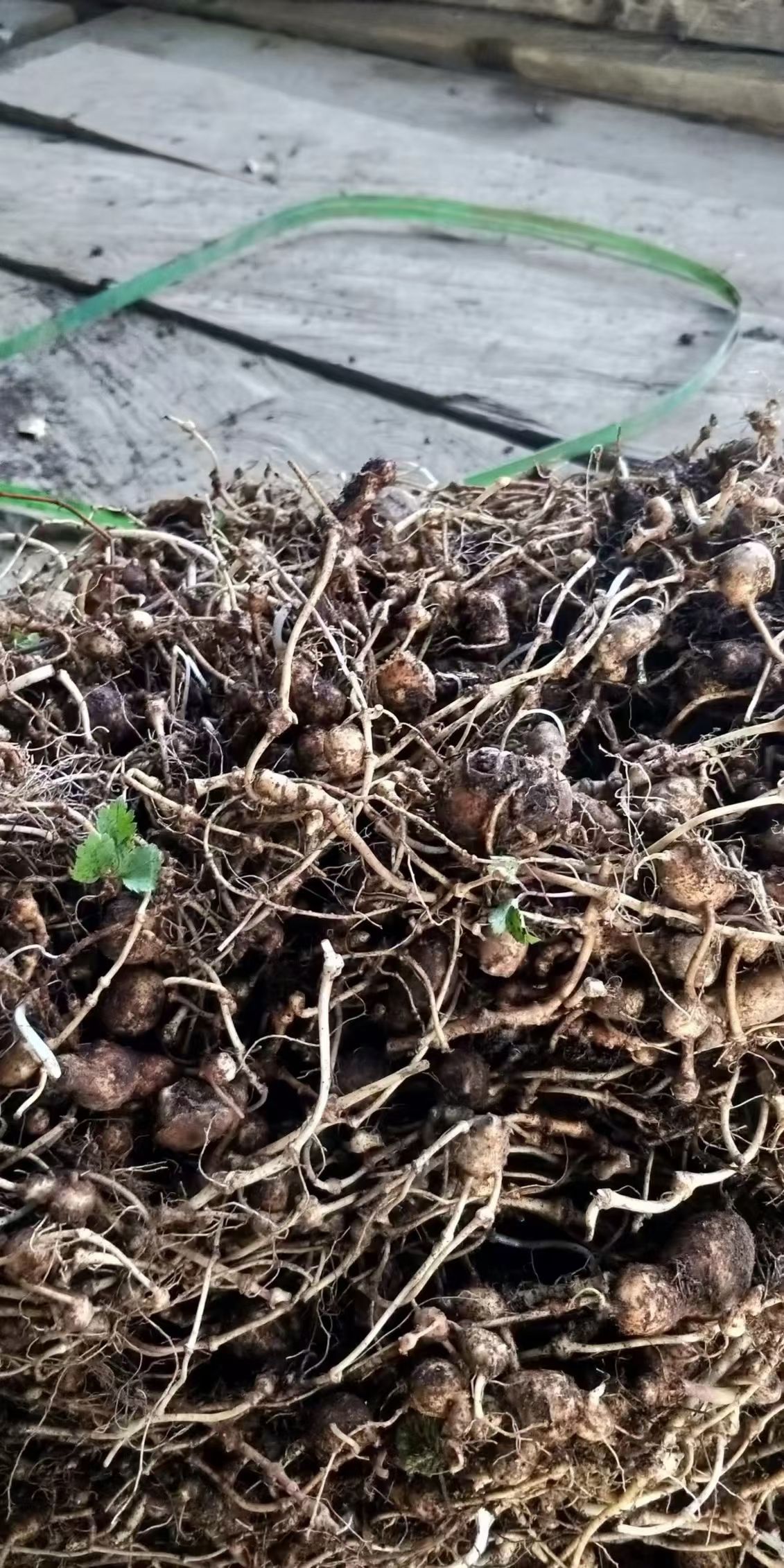 珠子参 山里三七 扣子七