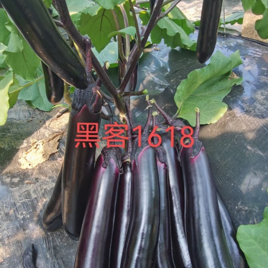 黑客1618紫把长茄苗直播/嫁接苗厂家直发