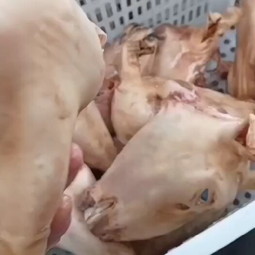 火燒蒙羔羊頭