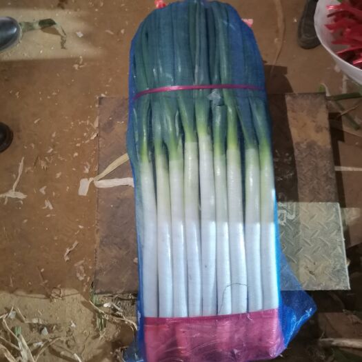 邯郸精品钢葱，现加工新鲜大葱，质量保证！