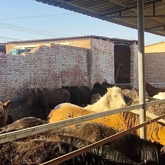 内丘县大量育肥马出栏