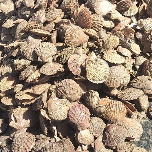 威海新鲜扇贝