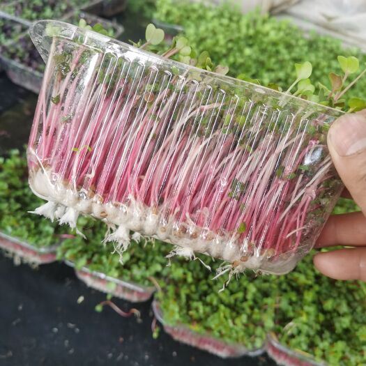 寿光市活体萝卜苗