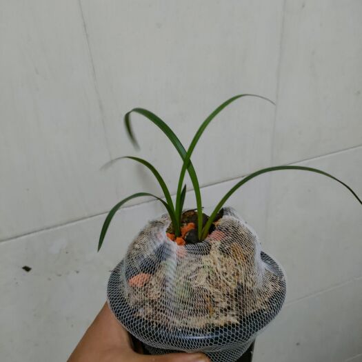 嵩明县莲瓣兰四海一馨待复壮