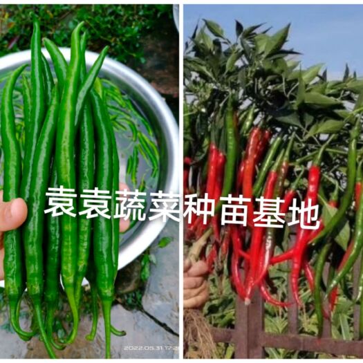 眉山二荆条辣椒苗，线椒苗，厚皮二荆条，青红椒，确定需要请详谈