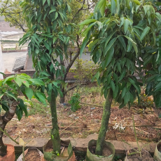 糯米糍荔枝高压苗