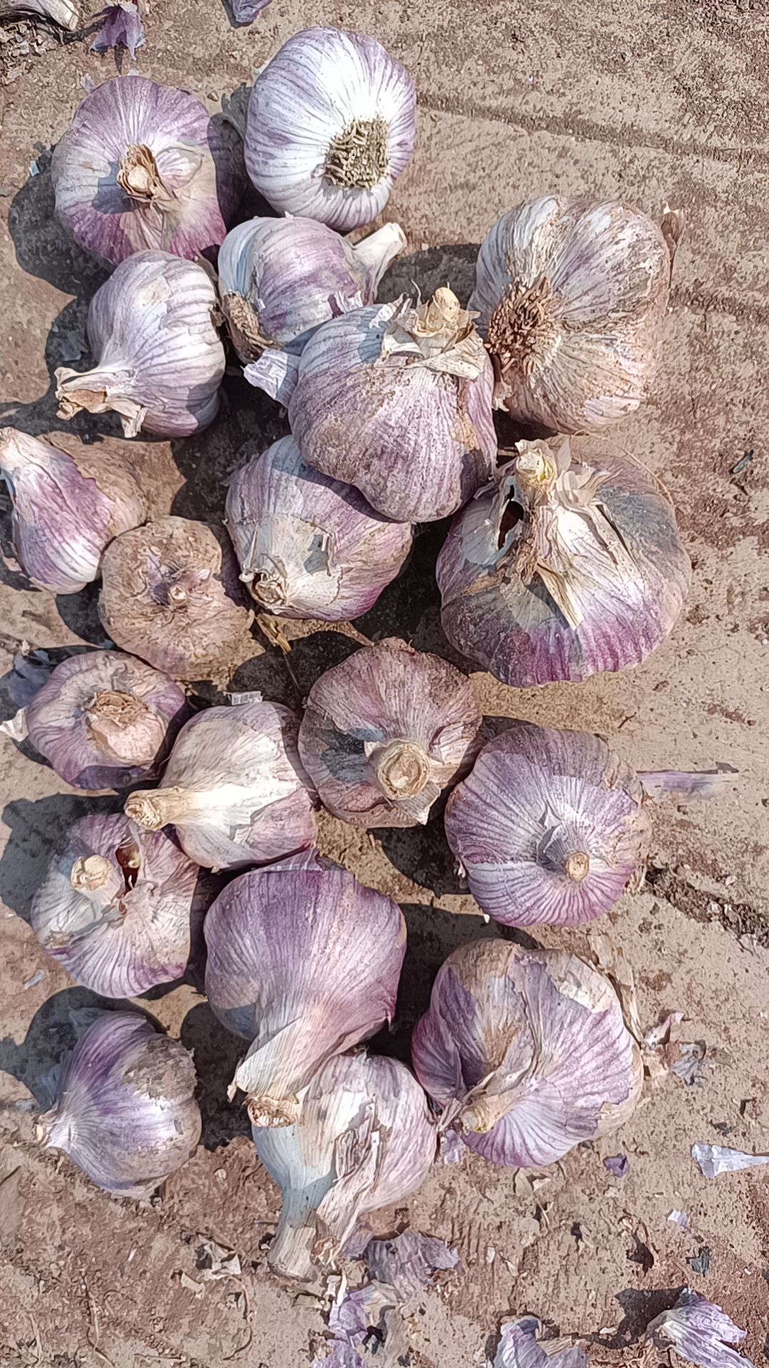 红皮蒜  红蒜新蒜大蒜干蒜  10斤起 （下单后24小时内发