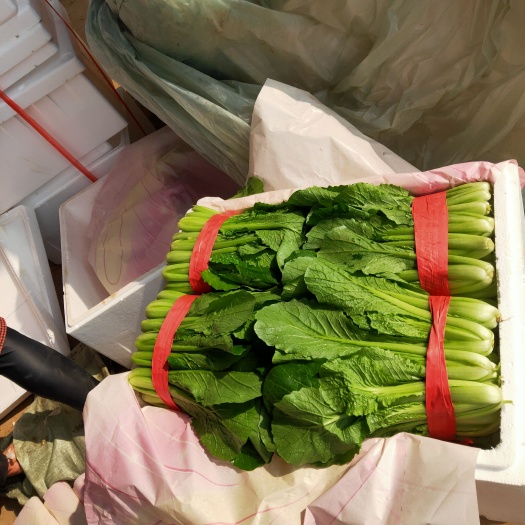 邯郸优质小白菜