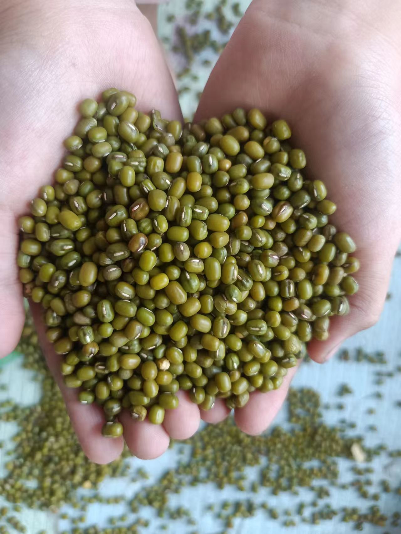 沁源县今年新绿豆，产地直销保质保量量大优惠，