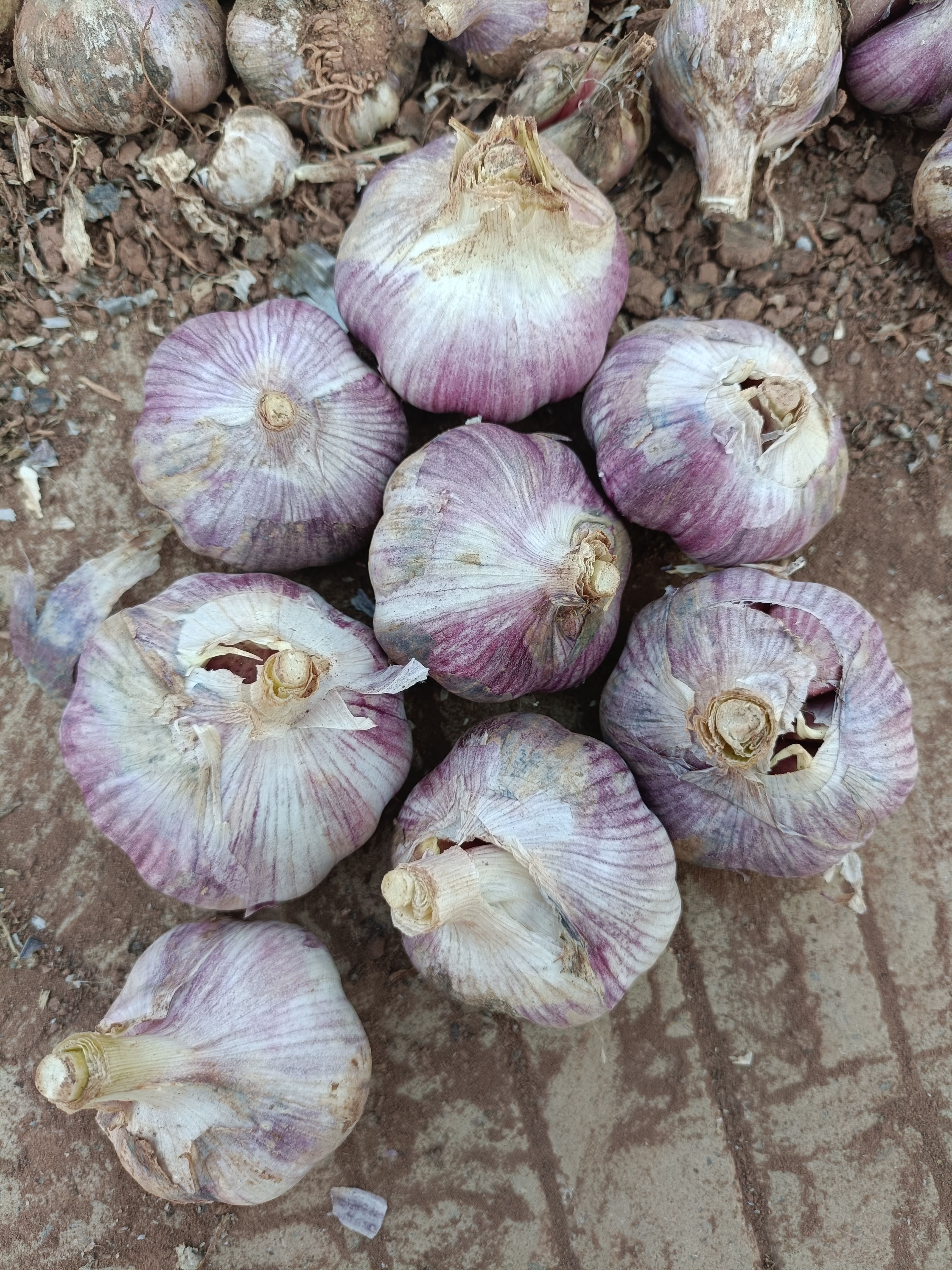 红皮蒜  红蒜新蒜大蒜干蒜  10斤起 （下单后24小时内发