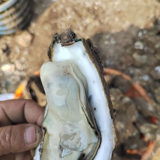 珠海白蚝 白菜价 3.9统货 3-8两 1000斤起拿