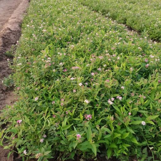 日本绣线菊，粉花绣线菊，