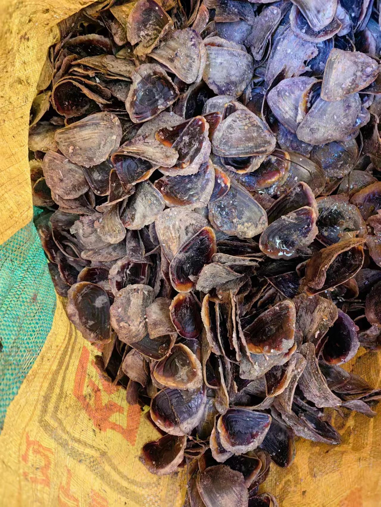 海螺盖