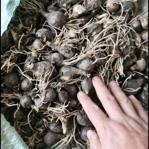关岭县彼岸花。石蒜种子，红花 石蒜 庭院绿化工程用苗 大量现货