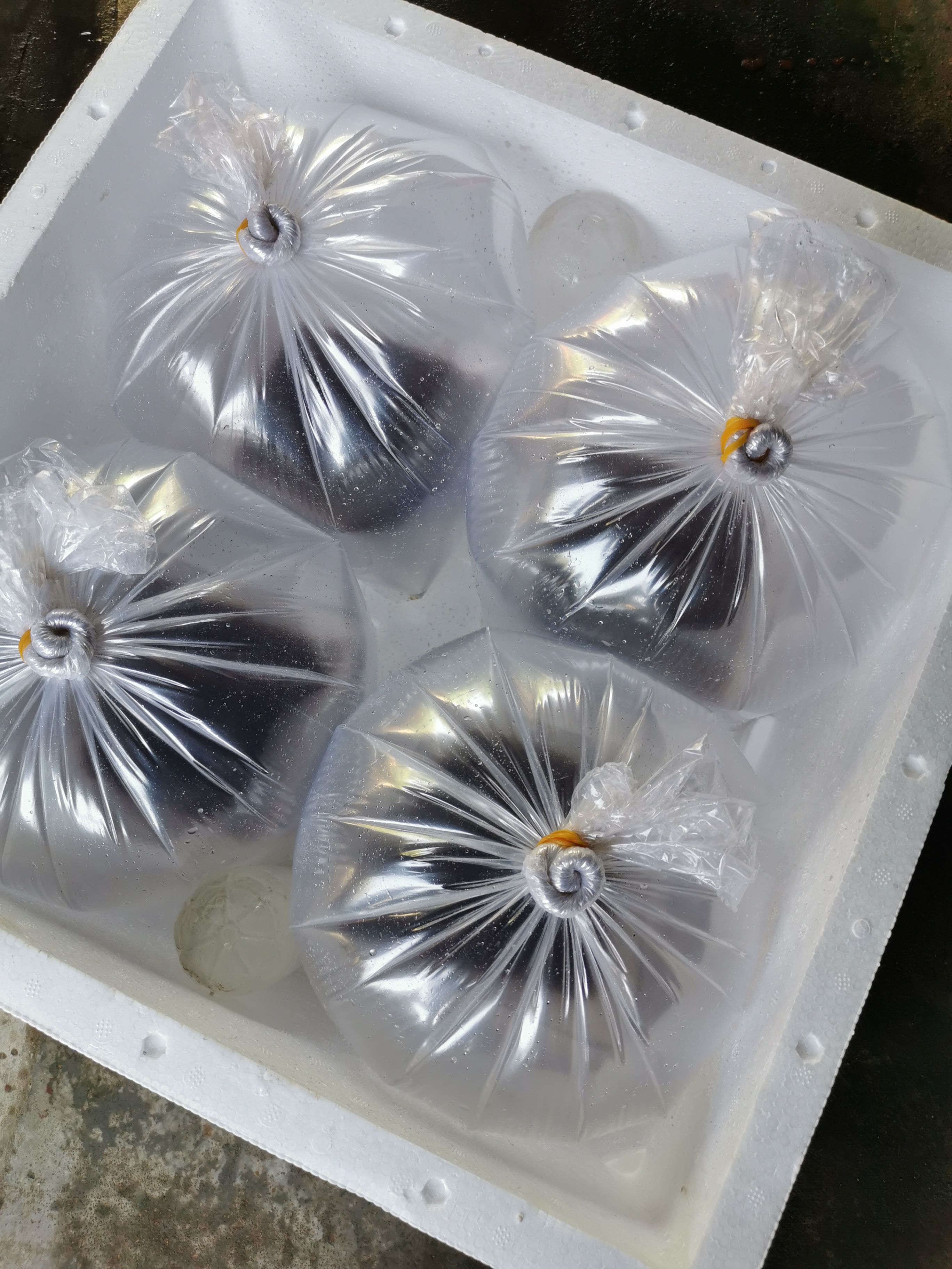 海南花螺、东风螺种苗，标粗落底苗