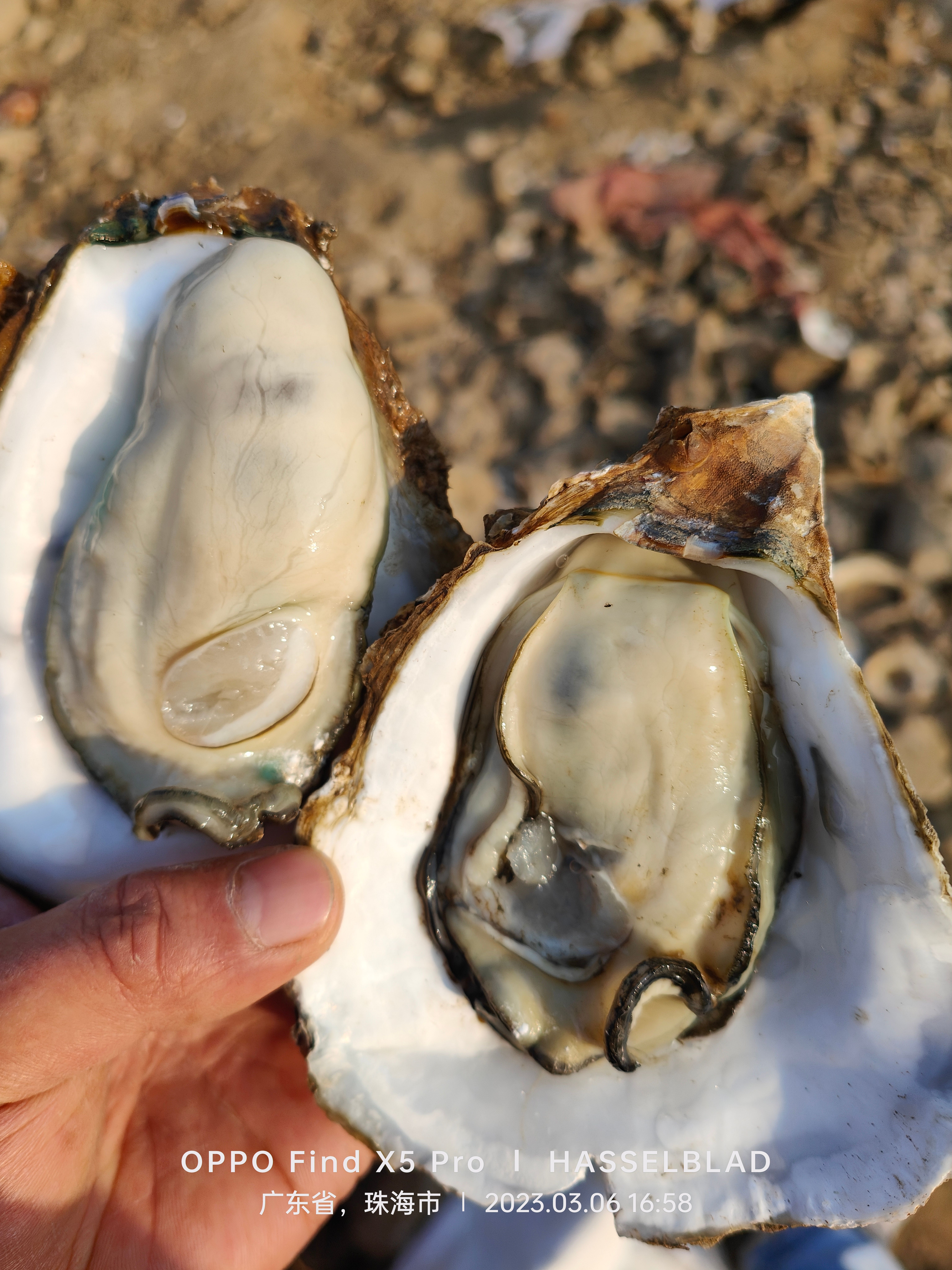 白蚝  3-8两统货 3.8一斤 薄壳 干净