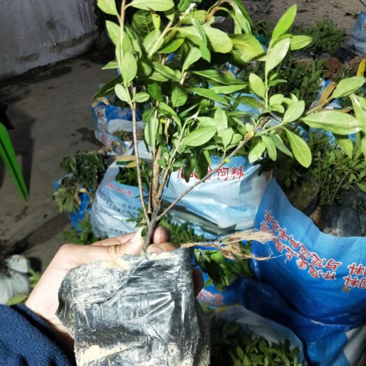 沭阳县毛娟杯苗
