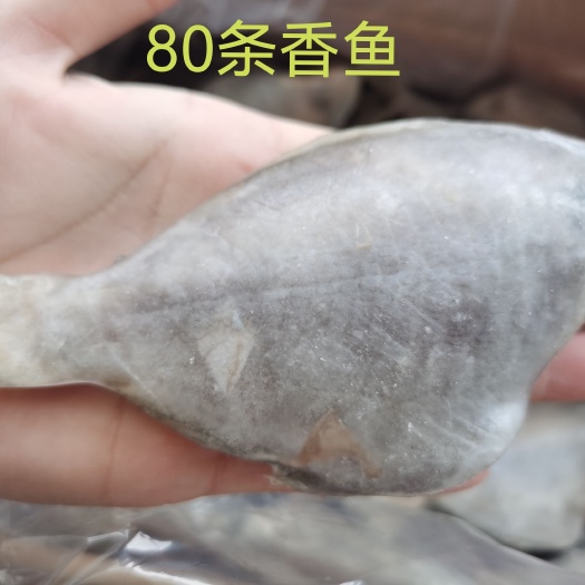 三去香鱼，冰衣薄，下料多