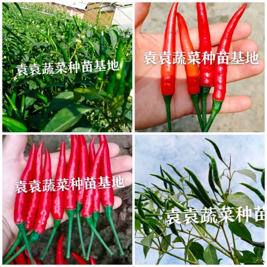 小米椒苗，朝天椒苗 ，品种，产量高，有需要苗请详谈。
