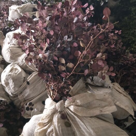 沭阳县红花继木大杯苗