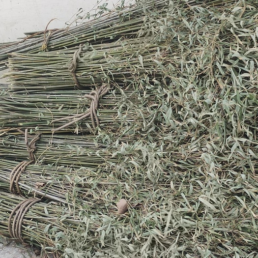 竹子 扫把竹 菜架竹一手货源产地直发