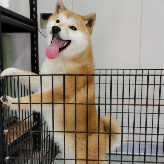 日本纯种柴犬，喜欢的朋友联系我