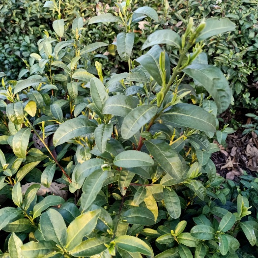信阳信阳毛尖绿茶