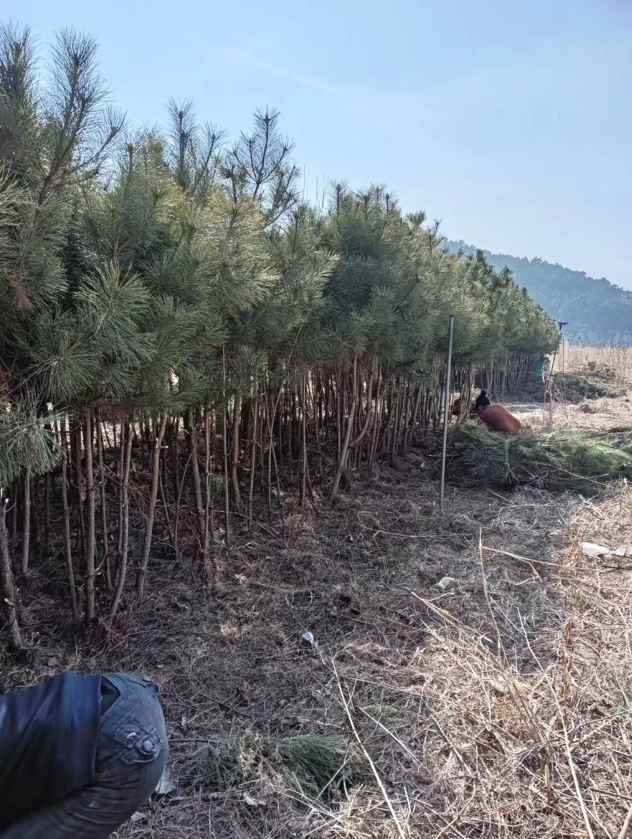 油松树 (大处理)