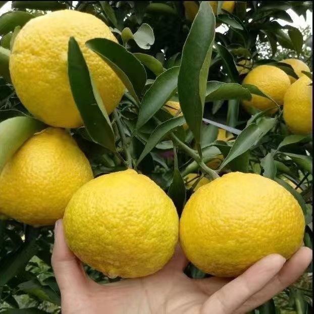 湖南益陽(yáng)曾暢果苗專業(yè)合作社