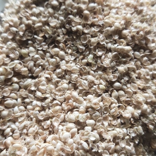 黍子壳，糜子壳枕芯优质填充物长期大量供货